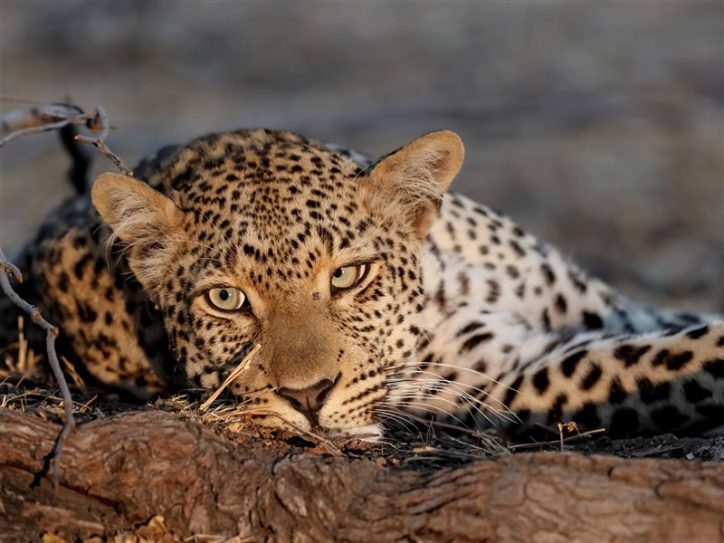 Safari v Jižní Africe s českým průvodcem - ihoafrická-republika-safari-MalaMala-