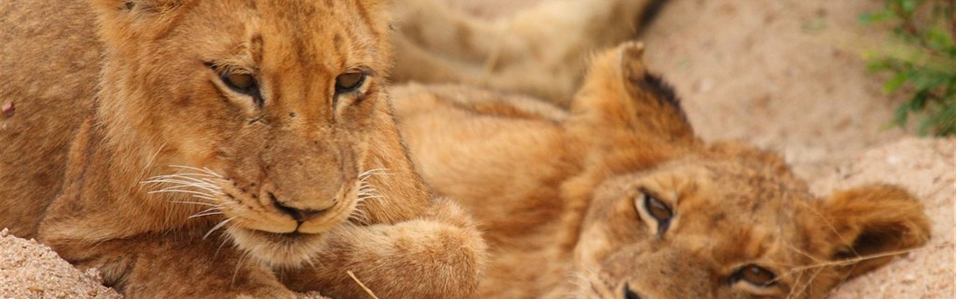 Safari v Jižní Africe s českým průvodcem - ihoafrická-republika-safari-MalaMala-