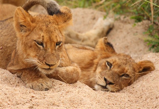 Safari v Jižní Africe s českým průvodcem - Afrika