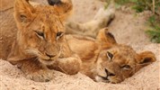 Velký okruh Jihoafrickou republikou a Viktoriiny vodopády a Botswana - ihoafrická-republika-safari-MalaMala-