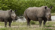 Velký okruh Jihoafrickou republikou a Viktoriiny vodopády a Botswana - ihoafrická-republika-safari-MalaMala-