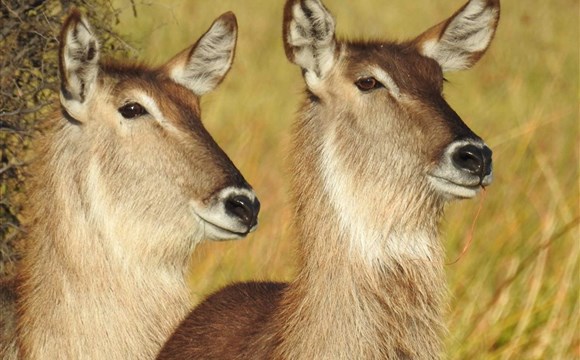 Marco Polo - Moremi  – safari rezervace v Deltě Okavango v Botswaně – informace