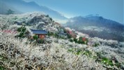 Síla jara v Jižní Korei