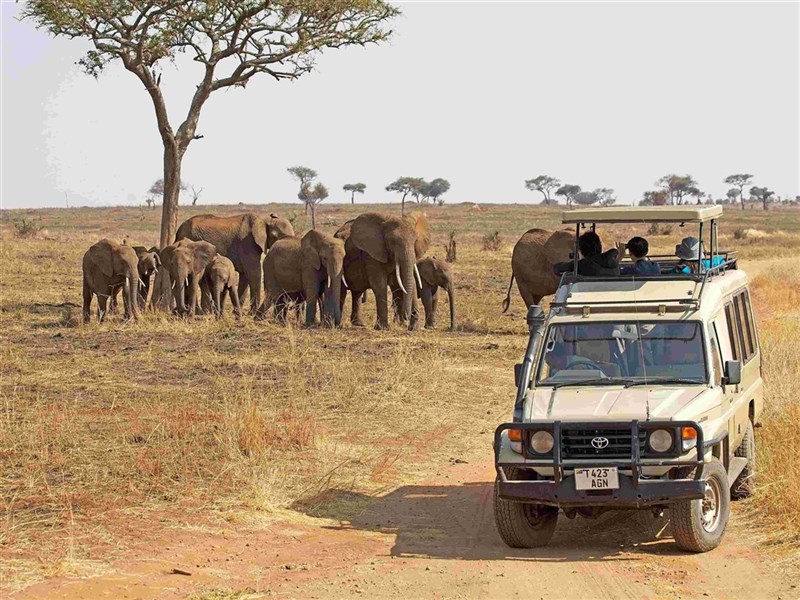 Tanzanie: Safari v Tarangire a kráter Ngorongoro - Tanzanie_Tarangire_sloni a auto