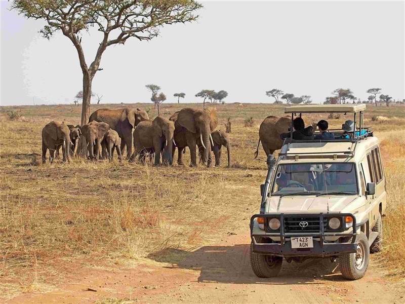 Ráj slonů v Tarangire a úchvatný kráter Ngorongoro a pobyt na Zanzibaru - Tanzanie_Tarangire_sloni a auto