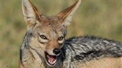 Ráj slonů v Tarangire a úchvatný kráter Ngorongoro a pobyt na Zanzibaru - Tanzanie_Tarangire_šakal