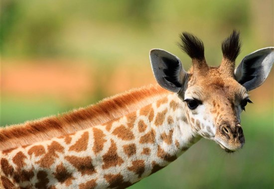 Safari v Tanzánii a pobyt na Zanzibaru - Lake Manyara - Tanzanie_Tarangire