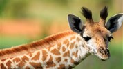 Tanzanie: Safari v Tarangire a kráter Ngorongoro - Tanzanie_Tarangire_žirafa