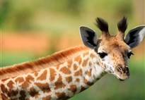 Tanzanie_Tarangire_žirafa