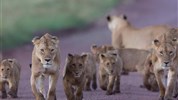Tanzanie: Safari v Tarangire a kráter Ngorongoro - Tanzanie_Ngorongoro