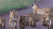 Ráj slonů v Tarangire a úchvatný kráter Ngorongoro a pobyt na Zanzibaru - Tanzanie_Ngorongoro