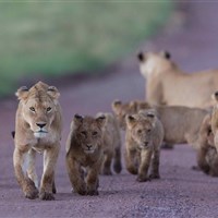 Lemala Ngorongoro Tented Camp 5* - Tanzanie_Ngorongoro - ckmarcopolo.cz
