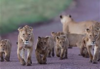 Tanzanie_Ngorongoro