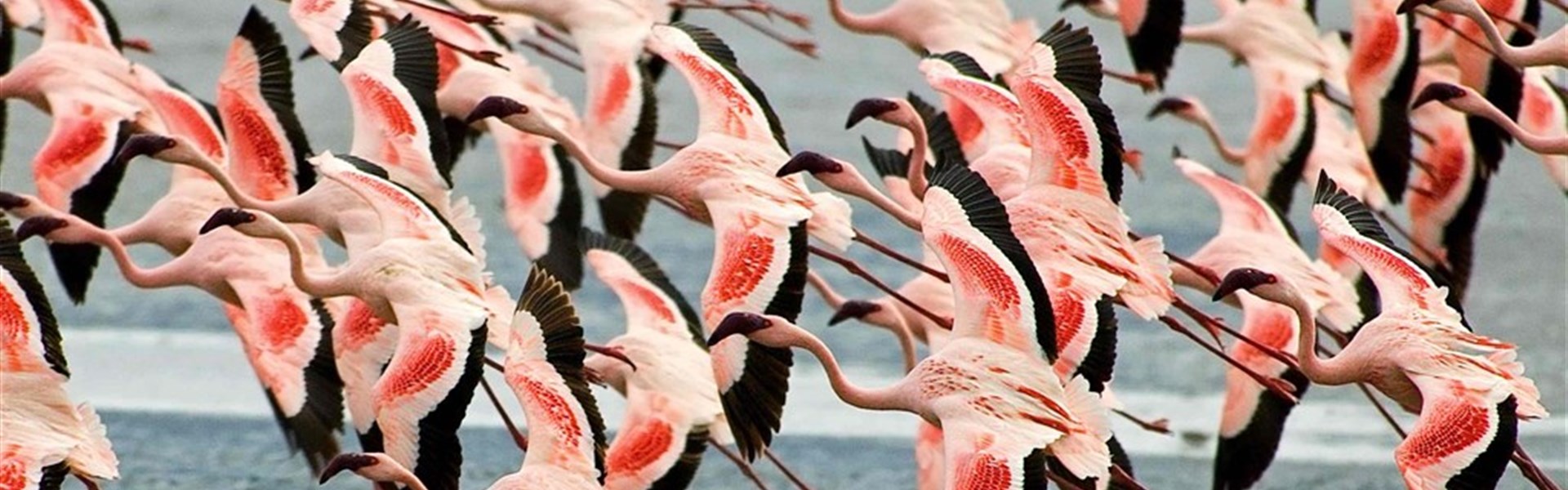 Ngorongoro - Tanzanie_Ngorongoro_plameňáci