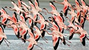 Ráj slonů v Tarangire a úchvatný kráter Ngorongoro a pobyt na Zanzibaru - Tanzanie_Ngorongoro_plameňáci