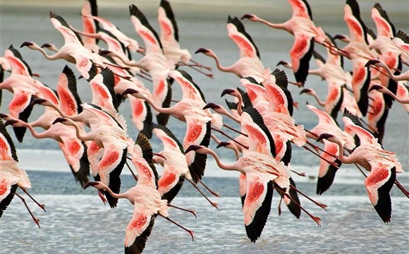 Marco Polo - "Kráter" Ngorongoro - chráněné území - informace