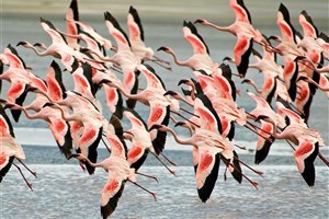 Tanzanie_Ngorongoro_plameňáci Ngorongoro - 2