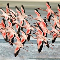 Lemala Ngorongoro Tented Camp 5* - Tanzanie_Ngorongoro_plameňáci - ckmarcopolo.cz