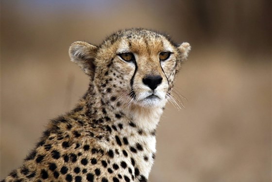 Marco Polo - Taita Hills - chráněné území v Keni - informace