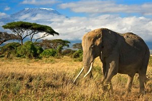 Kena_Amboseli Amboseli - 6