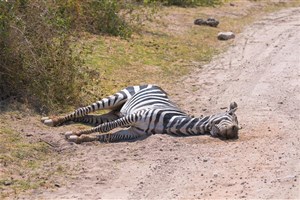  Amboseli - 9