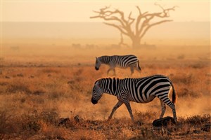  Amboseli - 10