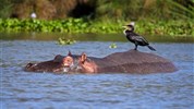 Vzpomínky na Afriku - Masai Mara, jezero Naivasha, Amboseli, Tsavo West a pobyt u moře. Český průvodce.