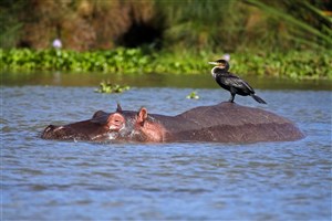  Lake Naivasha - 2