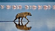 Vzpomínky na Afriku - Masai Mara, jezero Naivasha, Amboseli, Tsavo West a pobyt u moře. Český průvodce.