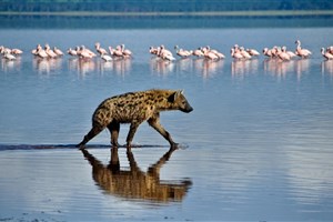  Lake Naivasha - 3