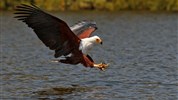 Vzpomínky na Afriku - Masai Mara, jezero Naivasha, Amboseli, Tsavo West a pobyt u moře. Český průvodce.