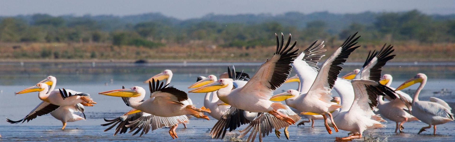 Lake Naivasha - 