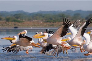  Lake Naivasha - 6