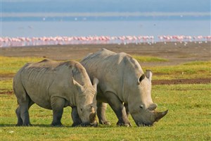  Lake Nakuru - 6