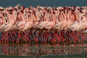  Lake Nakuru - 8