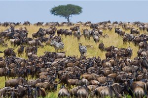  Masai Mara - 7