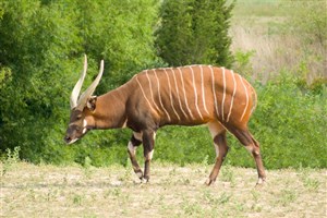  Meru National Park - 2