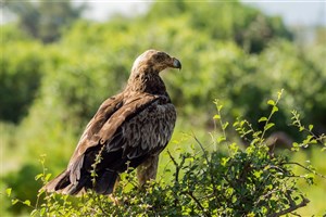  Meru National Park - 6