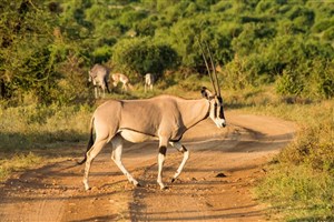  Meru National Park - 7