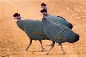  Meru National Park - 8
