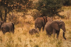  Meru National Park - 9