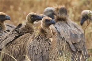  Meru National Park - 11