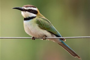  Meru National Park - 12