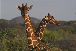  Meru National Park - 13