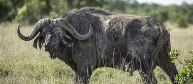  Ol Pejeta - 1
