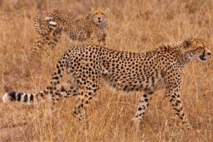  Ol Pejeta - 2