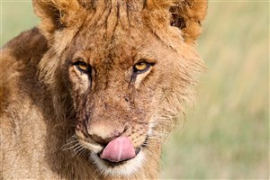  Ol Pejeta - 3
