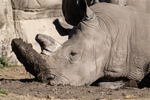  Ol Pejeta - 7