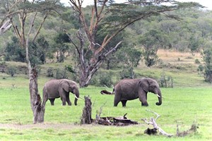  Ol Pejeta - 10