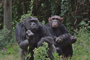  Ol Pejeta - 12